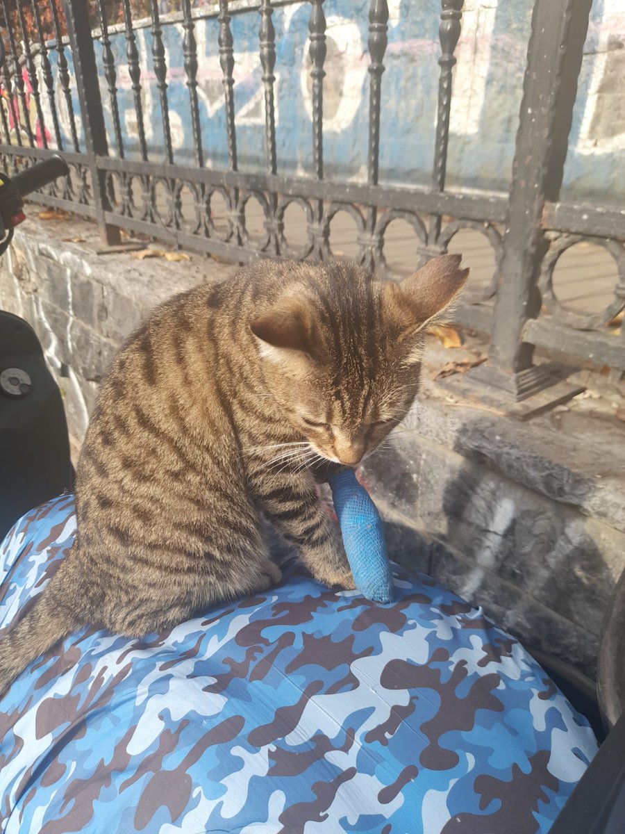 IsikKedi's tweet photo. Bu kedinin Tophane durağında olduğu bana mesaj ile iletildi. Boynunda tasma, patisinde bandaj var. Bu bölgede kedisini kaybeden ya da bu kediyi korumaya alabilecek olan var mı? Lütfen paylaşır mısınız? 
#kayıpkedi https://t.co/wQYqHXwtmG
