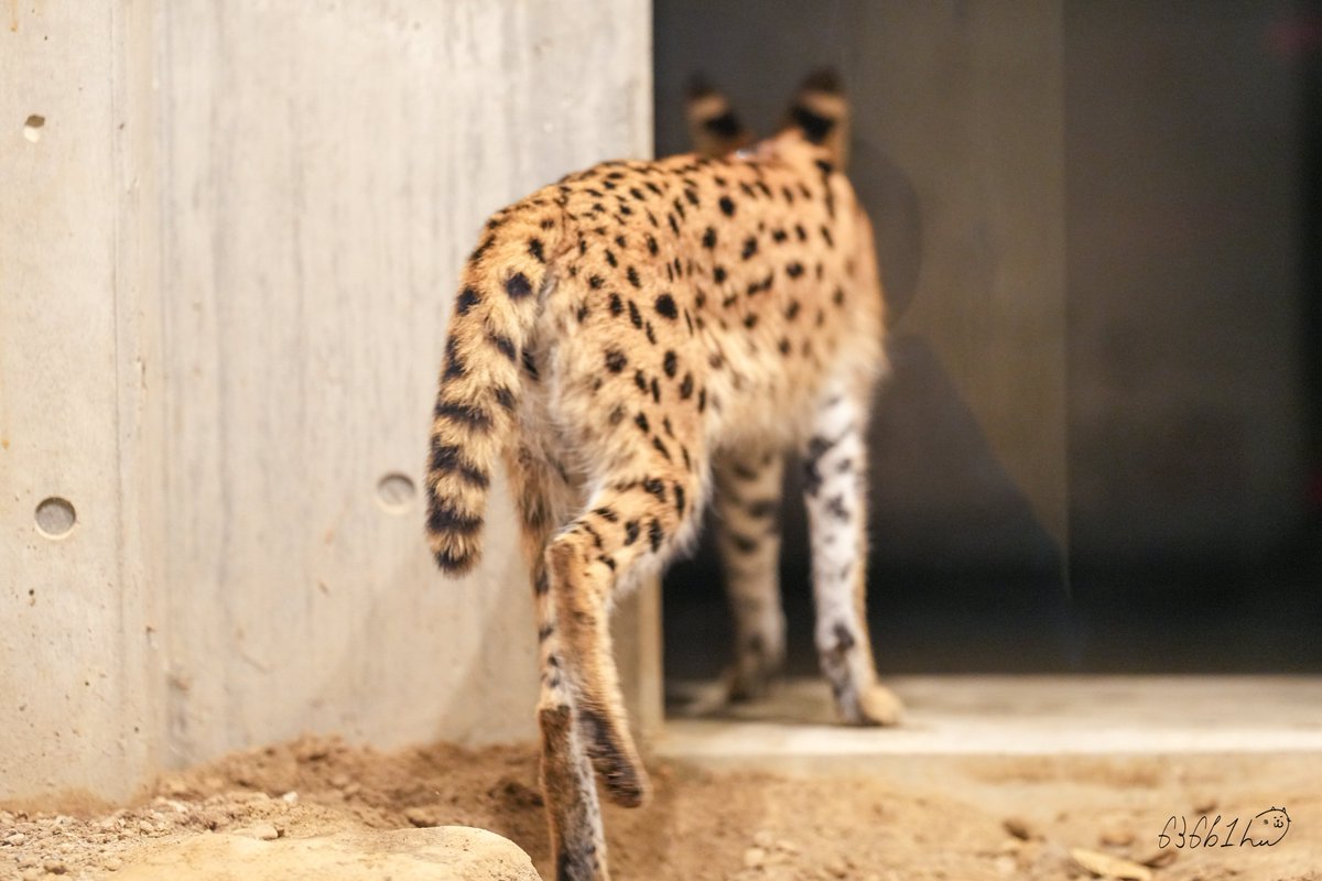 サーバルキャット　毛皮 サーバルキャット 毛皮 m87807752045_1.jpg?1736309465