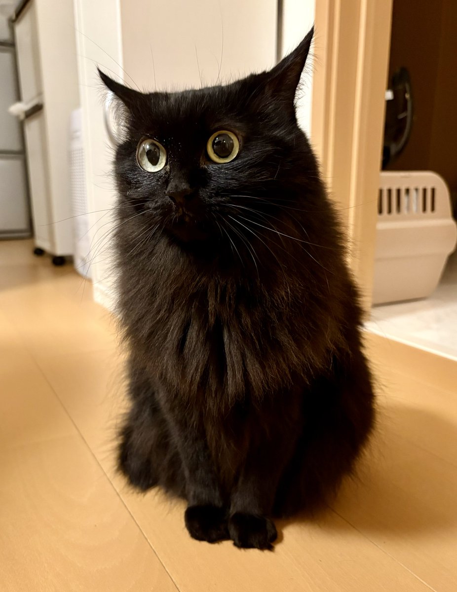 たちばな (@tach1bana7) / Posts / X