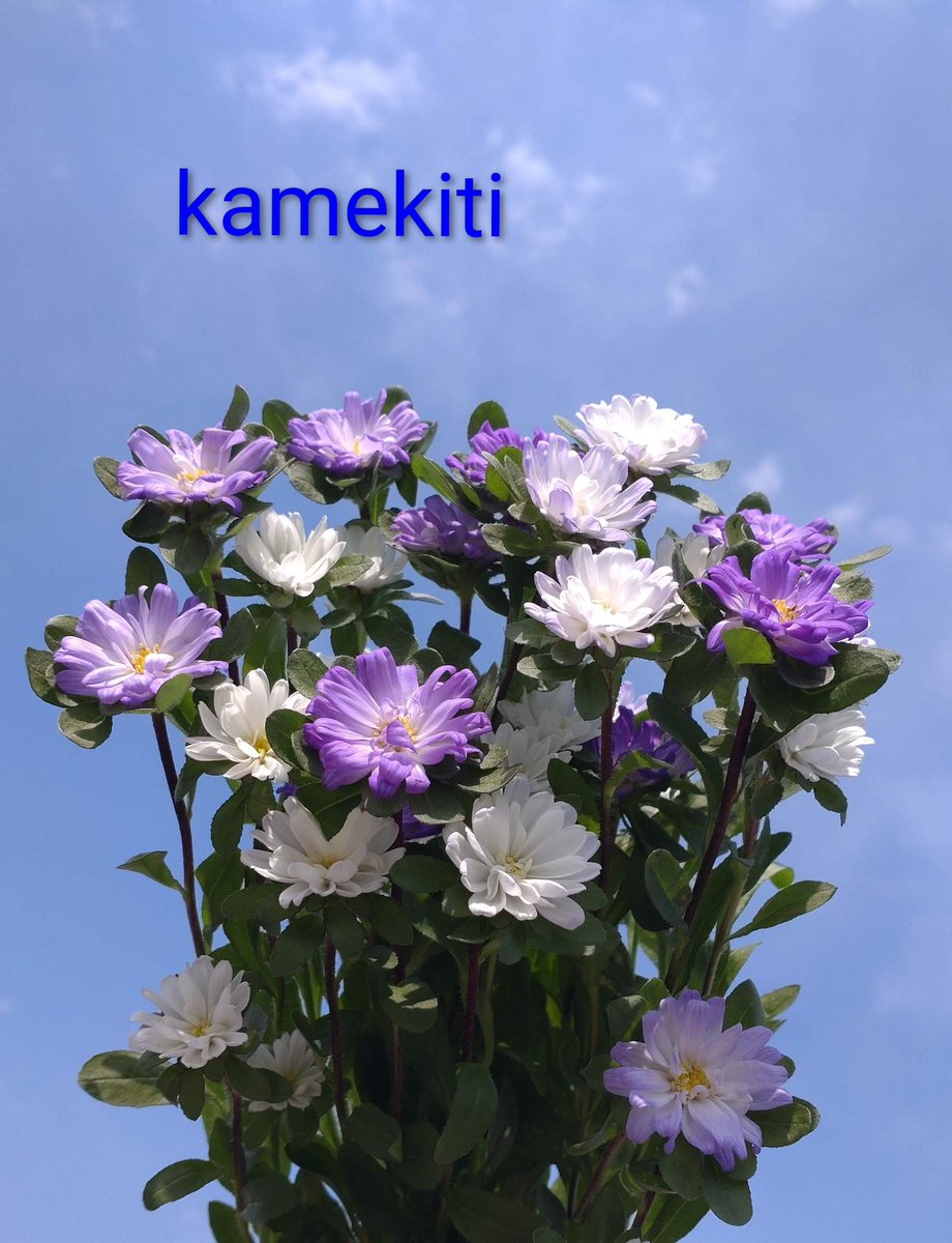 かめきち (@E9Ep7HchhwchZot) / Posts / X