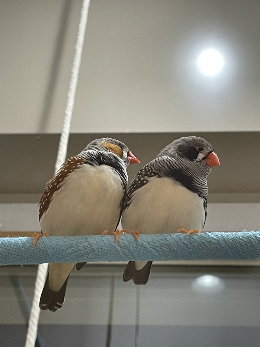 じゃれね『12月イベ35 和柄×鳥』 じゃれね『12月イベ35