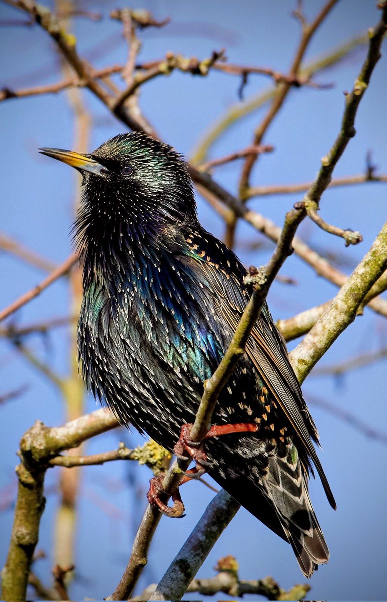 paulhayes55's tweet image. Starling.