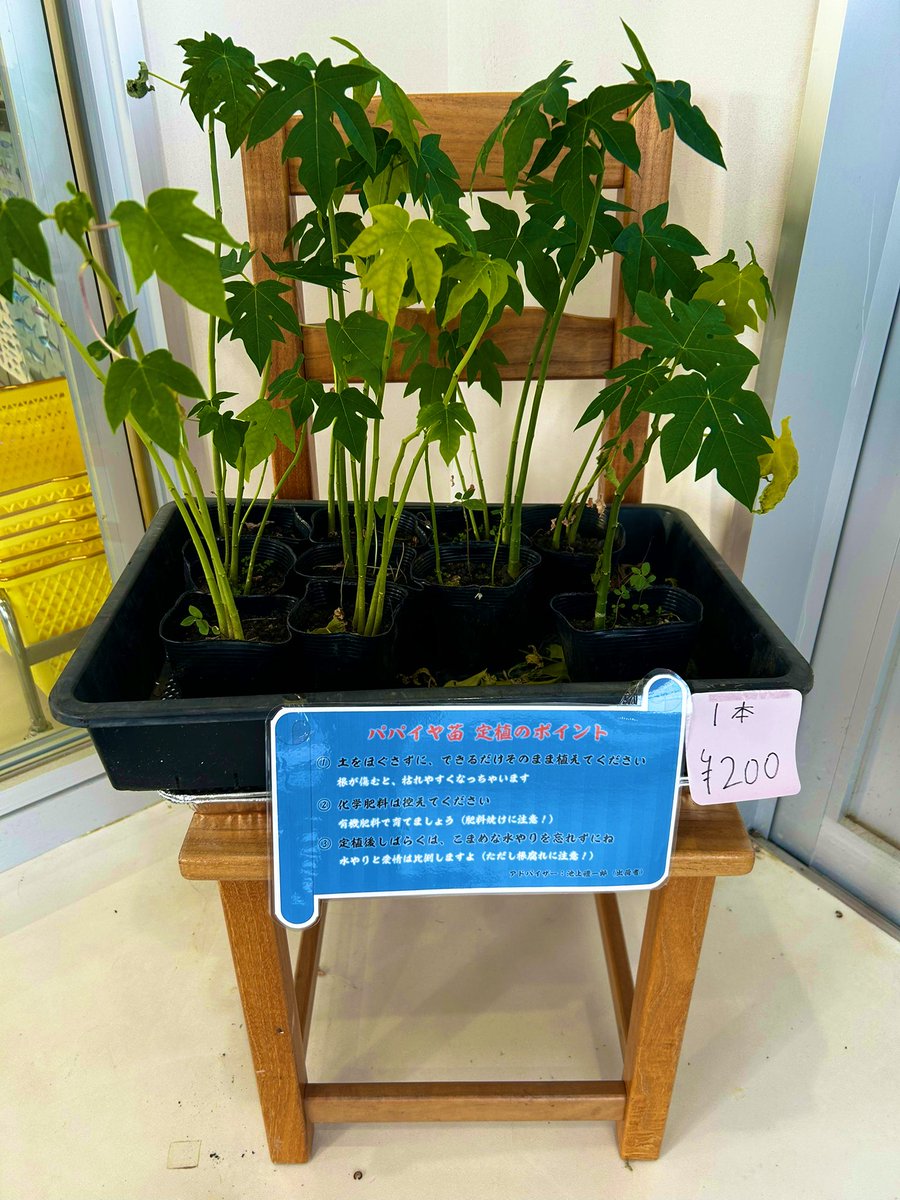 パパイヤの苗木を、売っている…おれはこういう南国日常ムーブがたまらなく好きなんだ