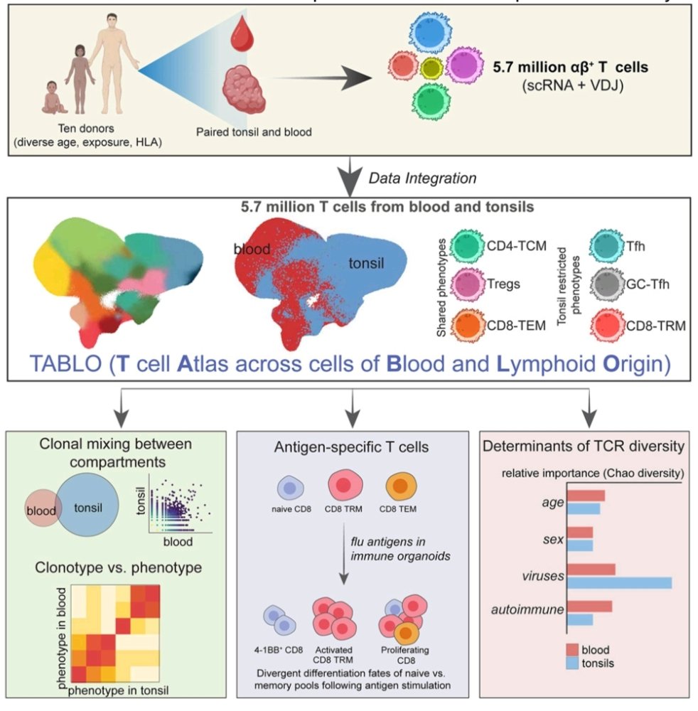 ascanet's tweet image. Sureshchandra et al. collected paired gene expression and TCR data from ten donors (infancy to adulthood) and investigated both phenotypic and clonal segregation of T cells between autologous blood and tonsils: sciencedirect.com/science/articl…

#SingleCell #SpatialBiology