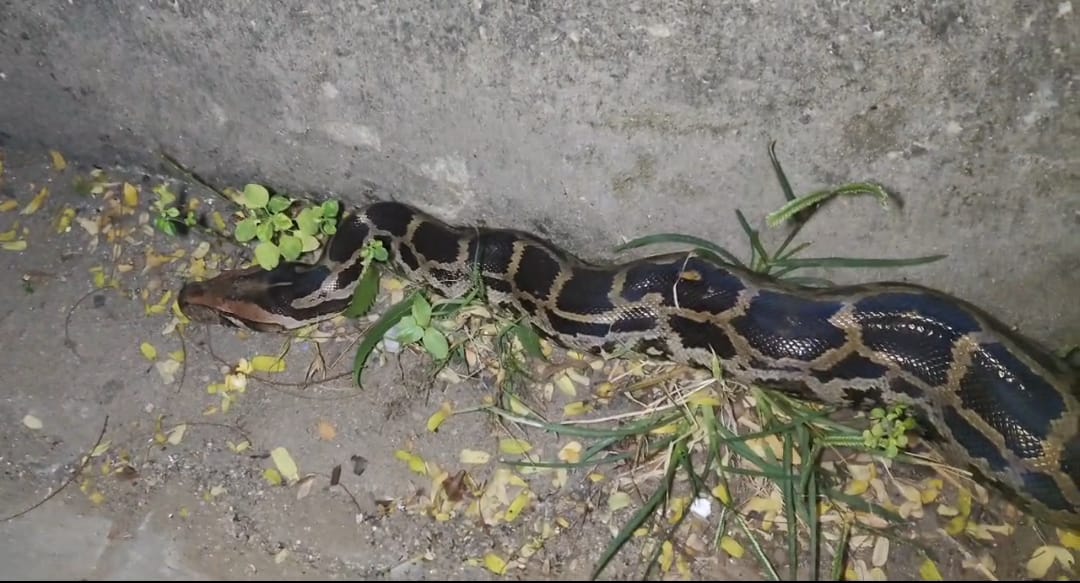 news21national's tweet image. कोटा सरकारी स्कूल में 10 फीट अजगर मिलने से हड़कंप

#Kota #PythonRescue #SnakeCatcher #WildlifeRescue #ForestDepartment #RajasthanNews #SchoolIncident #BreakingNews #LatestNews #HindiNews #News21 #News21National