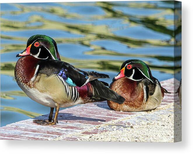 JoanneCarey64's tweet image. Today only, Nov. 28th, 25% off #sale on all my nature-inspired #wallart in my shop 3-joanne-carey.pixels.com❤️
#photography #woodduck #wildlife #birds #sunsets #sunrise #gifts #Christmasgifts 

A favorite photo of mine taken at Lake Morton in Lakeland, Florida.... &quot;Wood Ducks&quot; ❤️