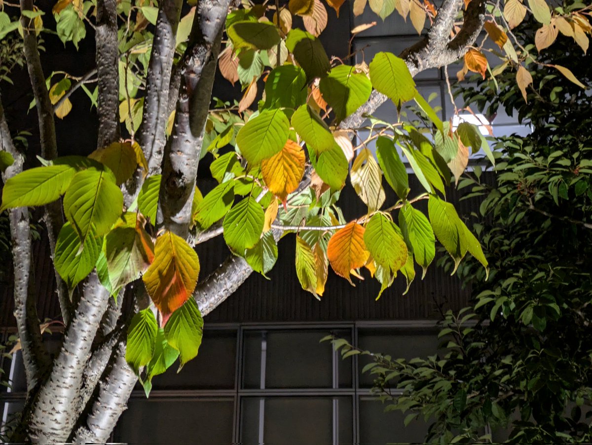 yayoi (@syayoi26) / Posts / X