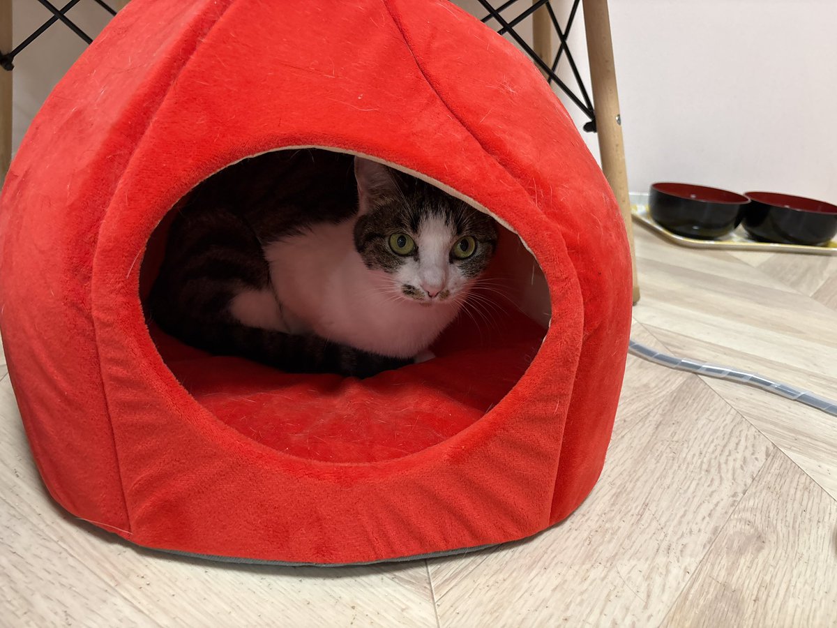 譲渡型保護猫Cafe あおねこ(新潟県田上町) (@aoneko_cafe) / Posts / X