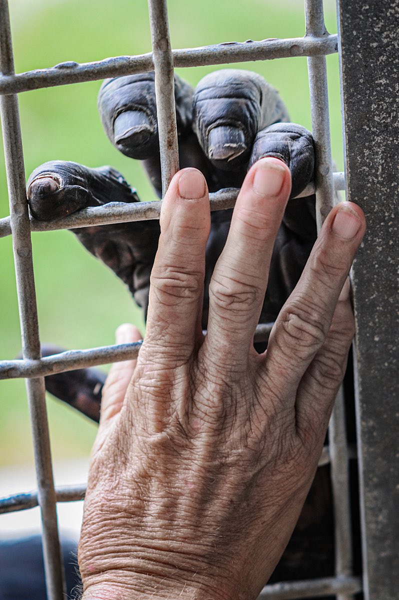 When they open another #petshop selling #exoticanimals, dismiss our #wildlifetrade concerns, tell us to stay silent about #animalsuffering in captivity, they think they’re shutting us down. 

THEY’RE WRONG. 

We just grow stronger and spread wider! 

Image: #WeAnimals