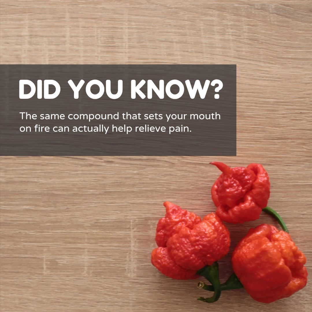 chillifoundry's tweet photo. Did you know? 🌶️🔥

The same compound that sets your mouth on fire can actually help relieve pain.

Capsaicin — the heat behind chillies — is used in creams for arthritis, muscle soreness, and nerve pain.
It creates a warming effect that helps dull pain signals.

#Chillifoundry https://t.co/547oNTCSe3