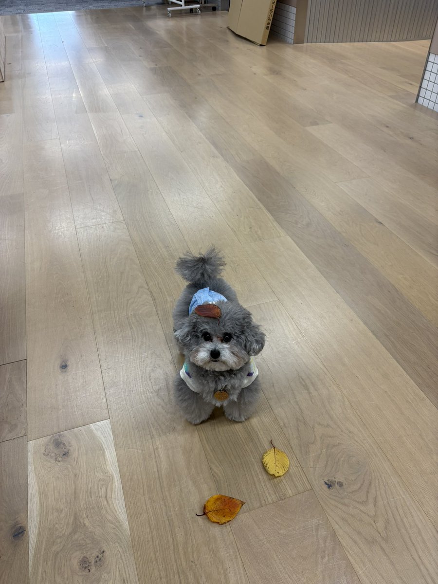 franky_dogs's tweet image. 本当はたぬきだったんだ….