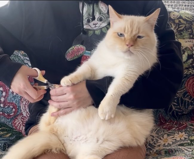 足の爪も切ったよ

youtu.be/Xza86OKj8nY?si…