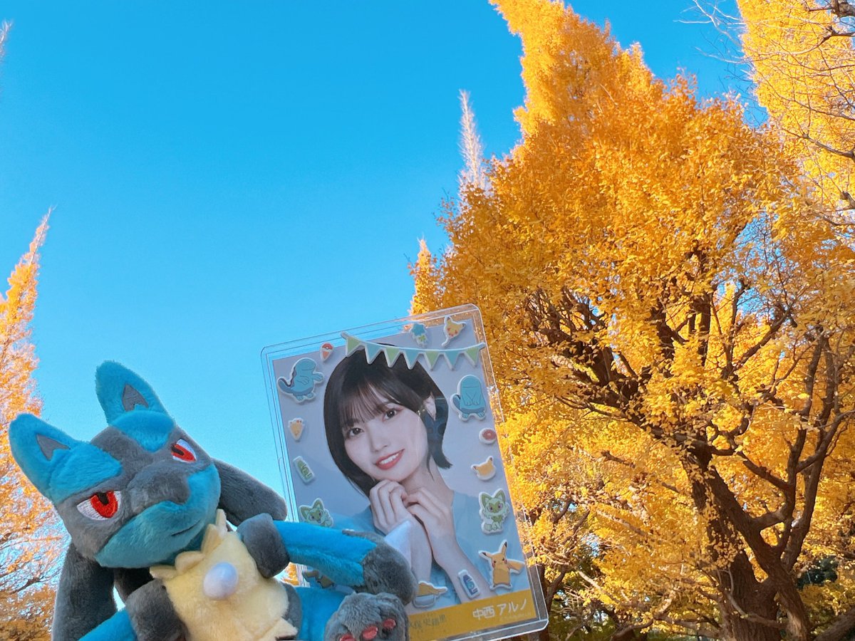 r_in_u's tweet image. アルノちゃんとルカリオをいちょう並木に連れて行った😸