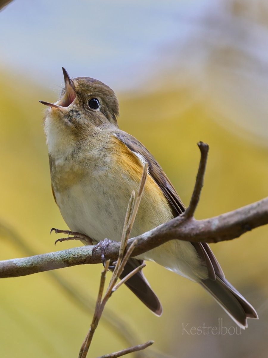 専用ページ　ひなげし　小鳥　3点 専用ページ ひなげし 小鳥 3点 専用ページ ひなげし 小鳥 3点 専用
