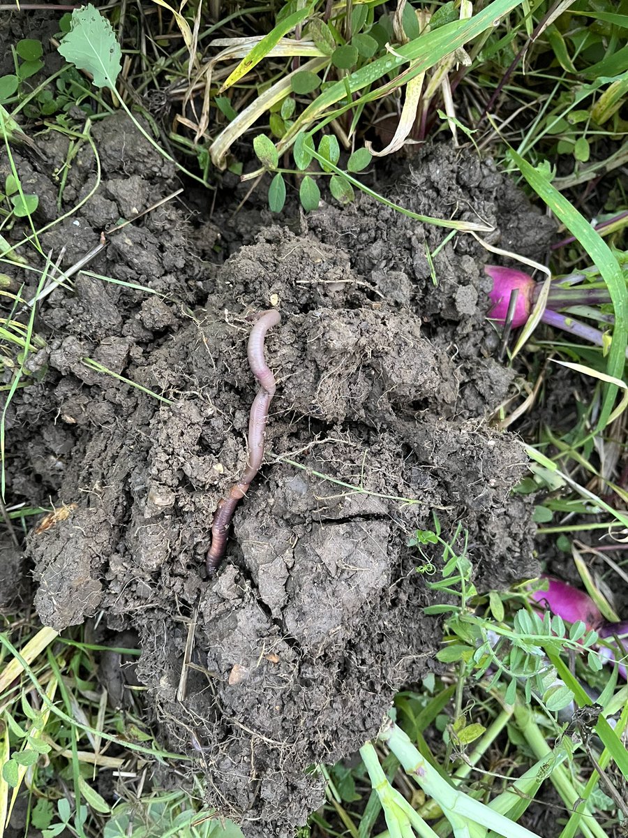 That’s a fat one. #worms
#covercrop