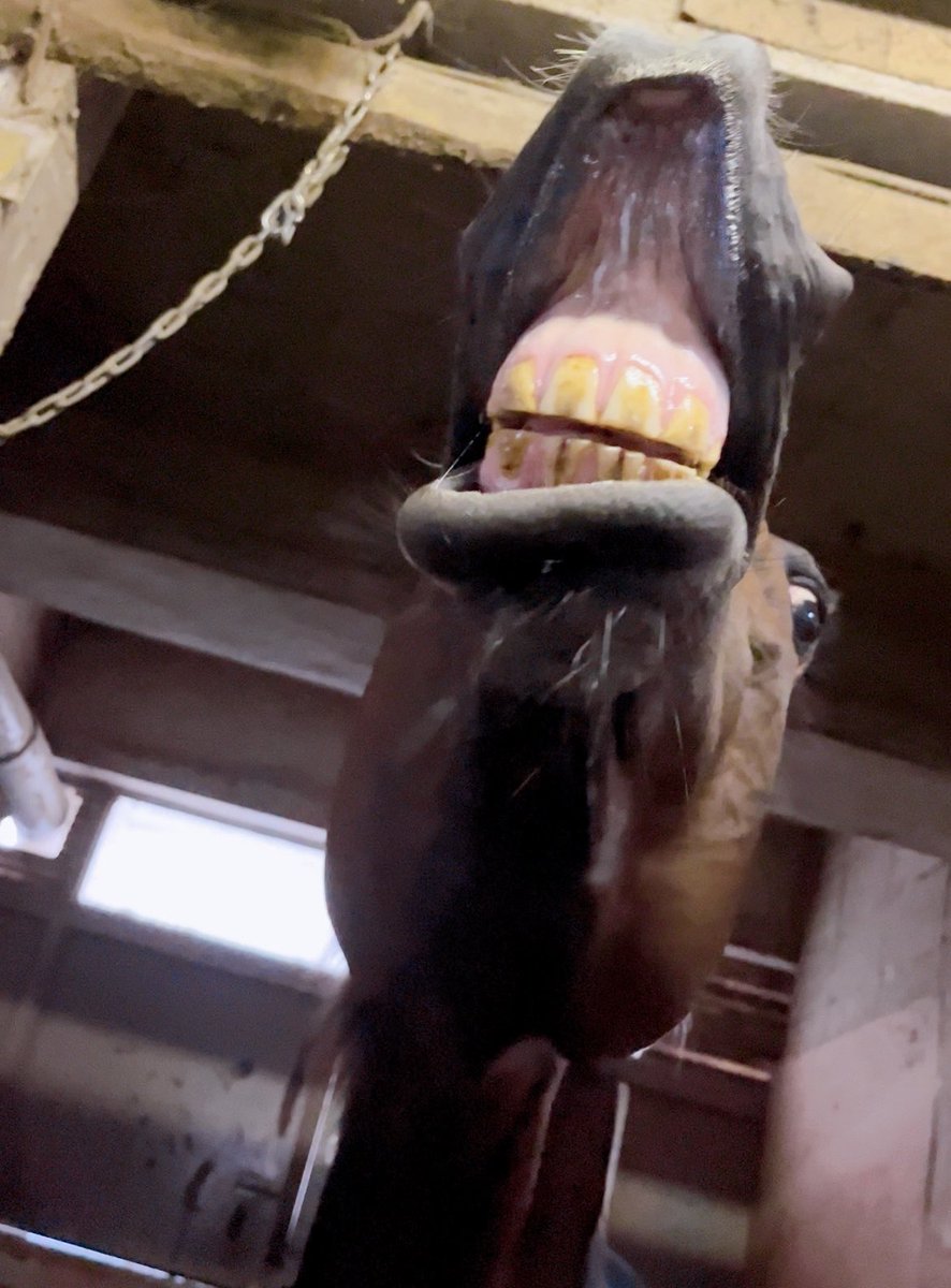 taiju3death's tweet image. 🍠「ぼくのゼッケンプレゼント企画、締切は日曜日30日だから欲しい方は急いで応募してよ！いつも応援ありがとう😊次走も頑張るから応援してね！！」