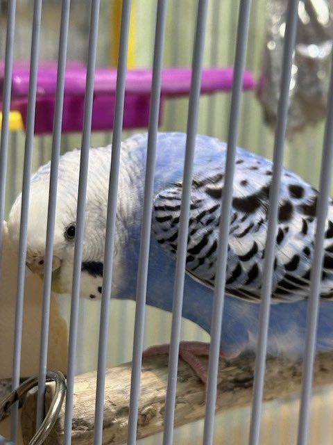 迷子インコ #迷子鳥 ＃保護情報 ＃御家族様に繋がります様に