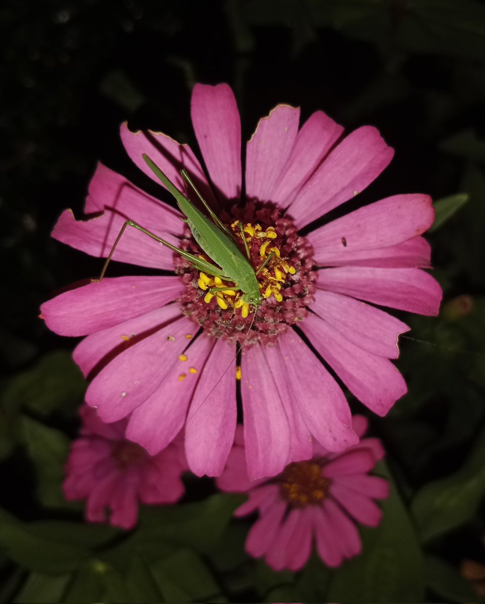 AKIMBO_888's tweet image. #AlphabetChallenge 
#Vowels-letter I

&quot;Insect&quot;