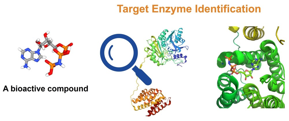 Precise Target Enzyme Identification now available! Characterize enzyme-compound interactions with high accuracy. Enhance your research on mechanism of action. #BioTech #Science #DrugMetabolism

Details: creative-enzymes.com/service/target…