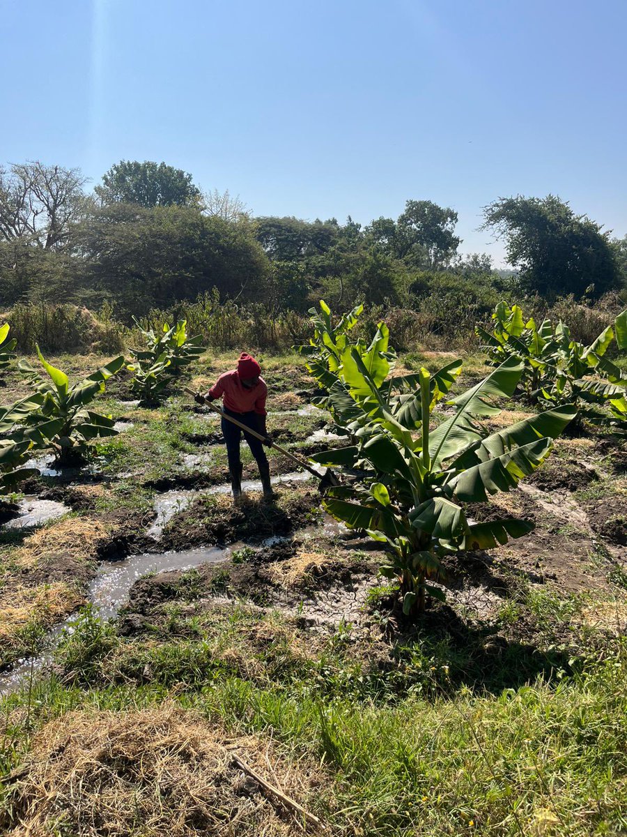 Denmark in Addis tweet media