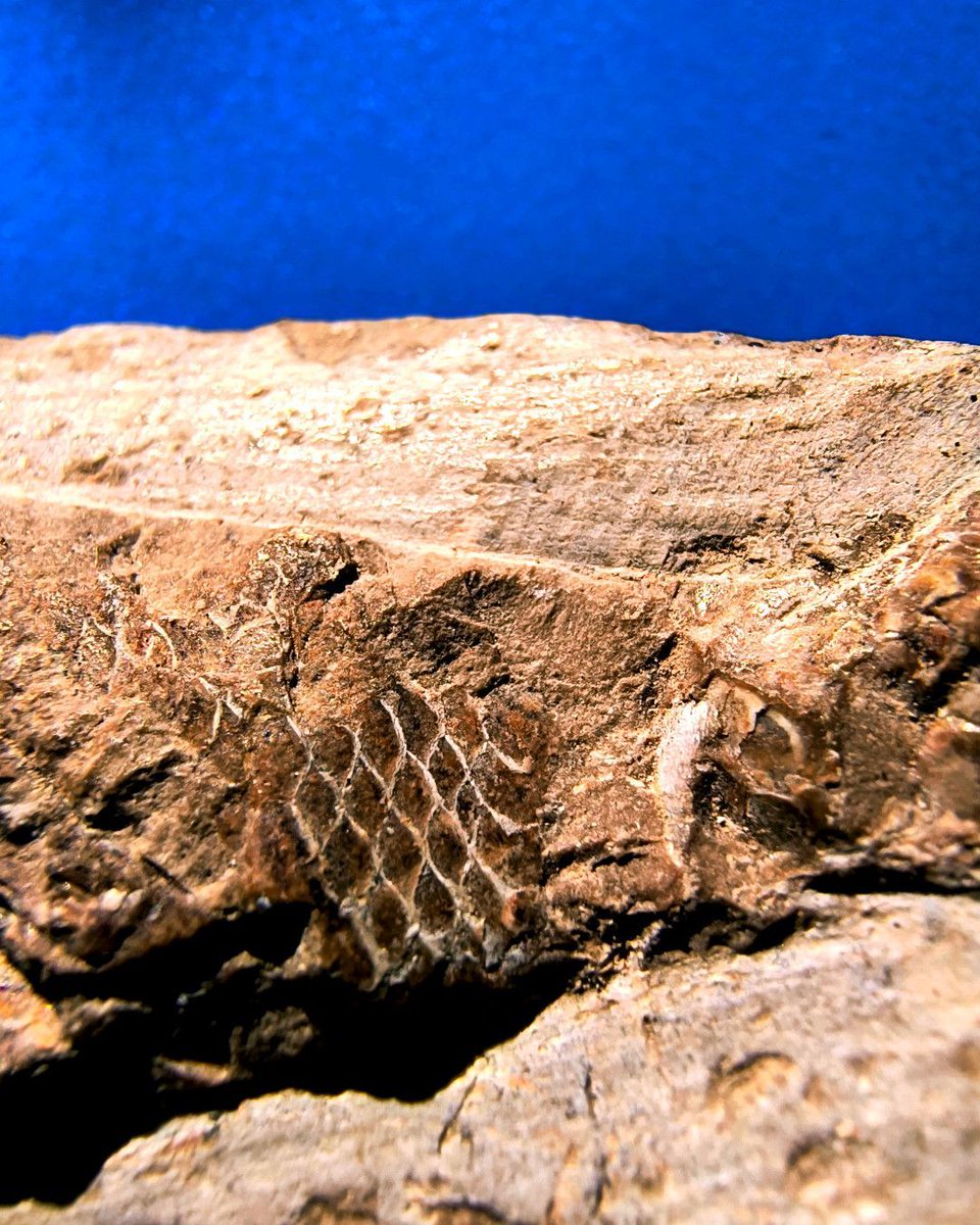 ABaucon's tweet image. Nature does not create works of art. It is we, and the faculty of interpretation peculiar to the human mind, that see art.
- Man Ray

Does this apply to capturing fossil fish? Comment or like if you agree! #NaturePhotography #Fossils #EarthArt