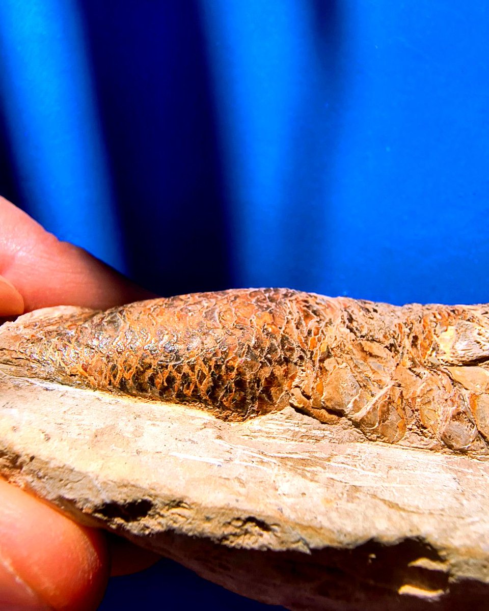 ABaucon's tweet image. Nature does not create works of art. It is we, and the faculty of interpretation peculiar to the human mind, that see art.
- Man Ray

Does this apply to capturing fossil fish? Comment or like if you agree! #NaturePhotography #Fossils #EarthArt