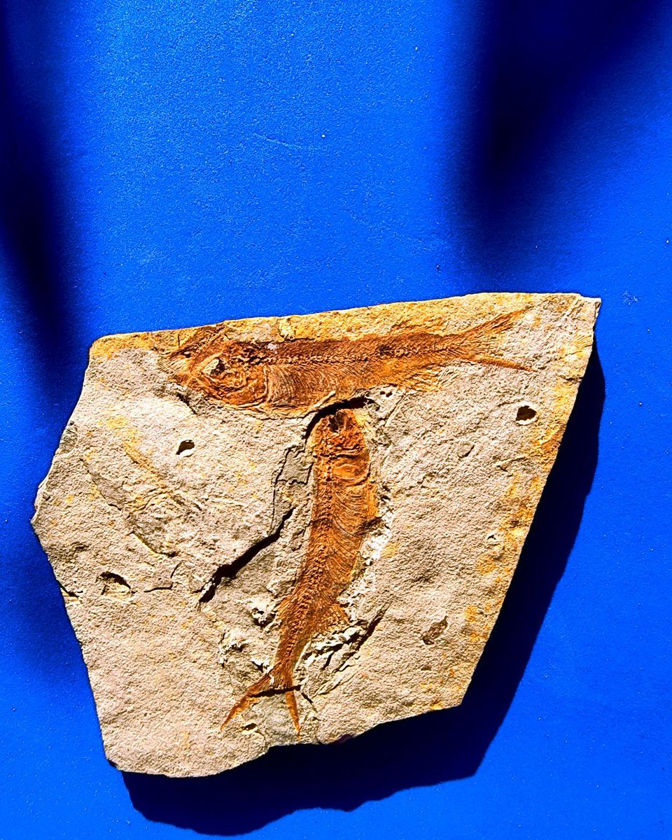 ABaucon's tweet image. Nature does not create works of art. It is we, and the faculty of interpretation peculiar to the human mind, that see art.
- Man Ray

Does this apply to capturing fossil fish? Comment or like if you agree! #NaturePhotography #Fossils #EarthArt