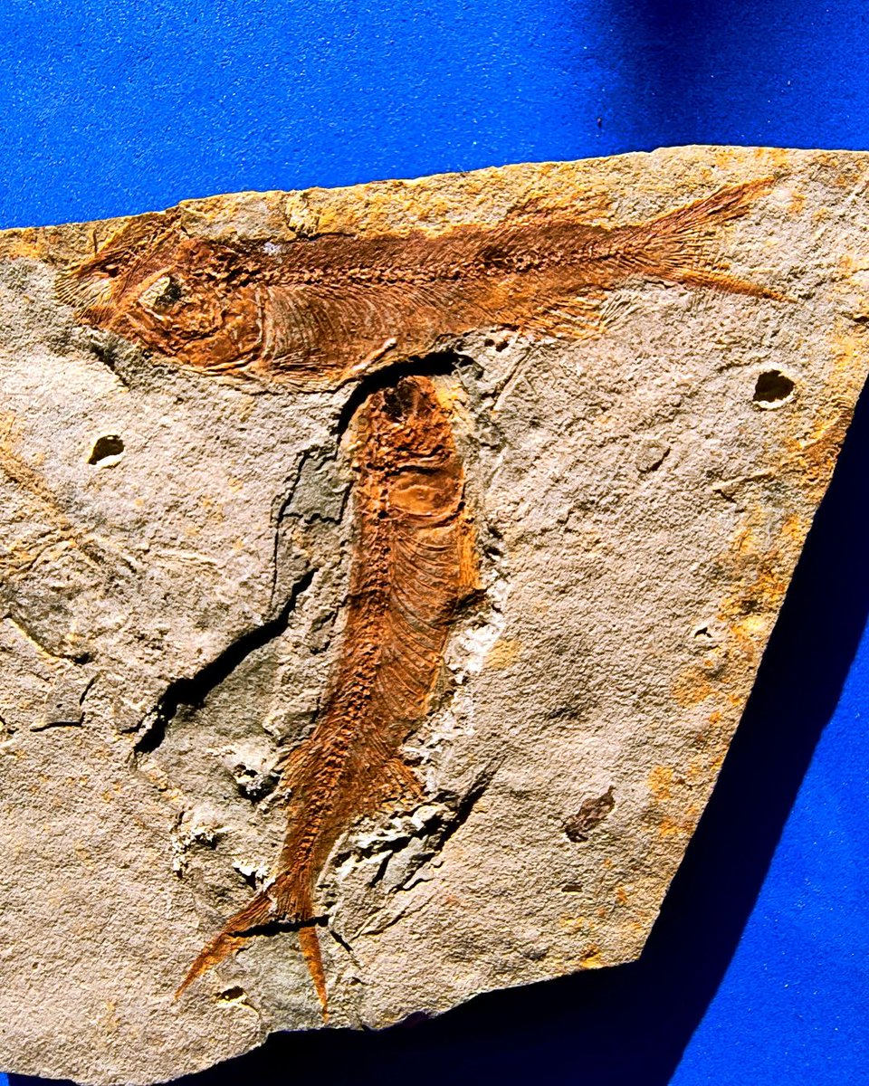 ABaucon's tweet image. Nature does not create works of art. It is we, and the faculty of interpretation peculiar to the human mind, that see art.
- Man Ray

Does this apply to capturing fossil fish? Comment or like if you agree! #NaturePhotography #Fossils #EarthArt