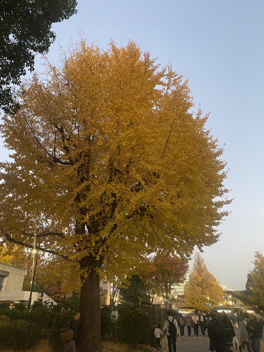 figue_chocolat's tweet photo. いい天気だった🍁 https://t.co/4UeUuFyS1G