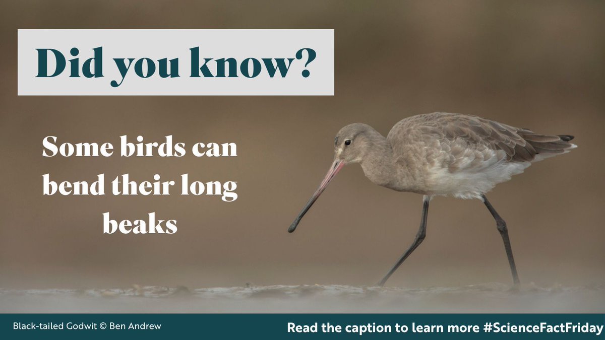 RSPBScience's tweet image. Did you know? Some birds can bend their long beaks

Rhynchokinesis allows birds like Snipe and Black-tailed Godwits to flex the end of their upper beak, allowing them to be efficient in picking out prey from deep mud or sand. 

#ScienceFactFriday
