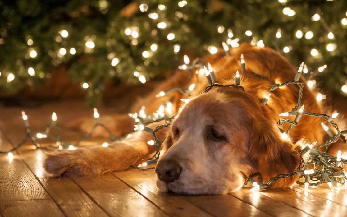 RJElectricals's tweet photo. Morning folks, we're open today from 8.30am-5.30pm for all your festive gifts and #lighting needs. #HerneHill #Christmas #Heating @hernehillforum https://t.co/KxXcod16Hy