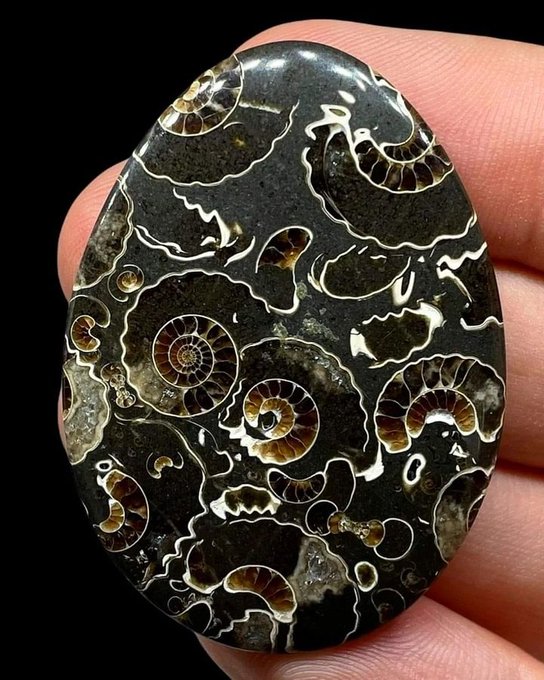 Rainmaker1973's tweet image. Polished slab of fossiliferous limestone

[📹 Gelerypetriefiedwood]