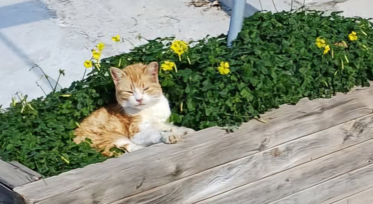 Katzenzüchten leicht gemacht: einige Katzenhaare &amp; den Kot einer Katze aus einer Vollmondnacht im Mondschein um Mitternacht in einen Pflanzenkübel geben, 2 Esslöffel Zucker darüber und mit etwas Erde abdecken, regelmäßig gießen und ca 2 Monate später sprießen die schönsten Katzen