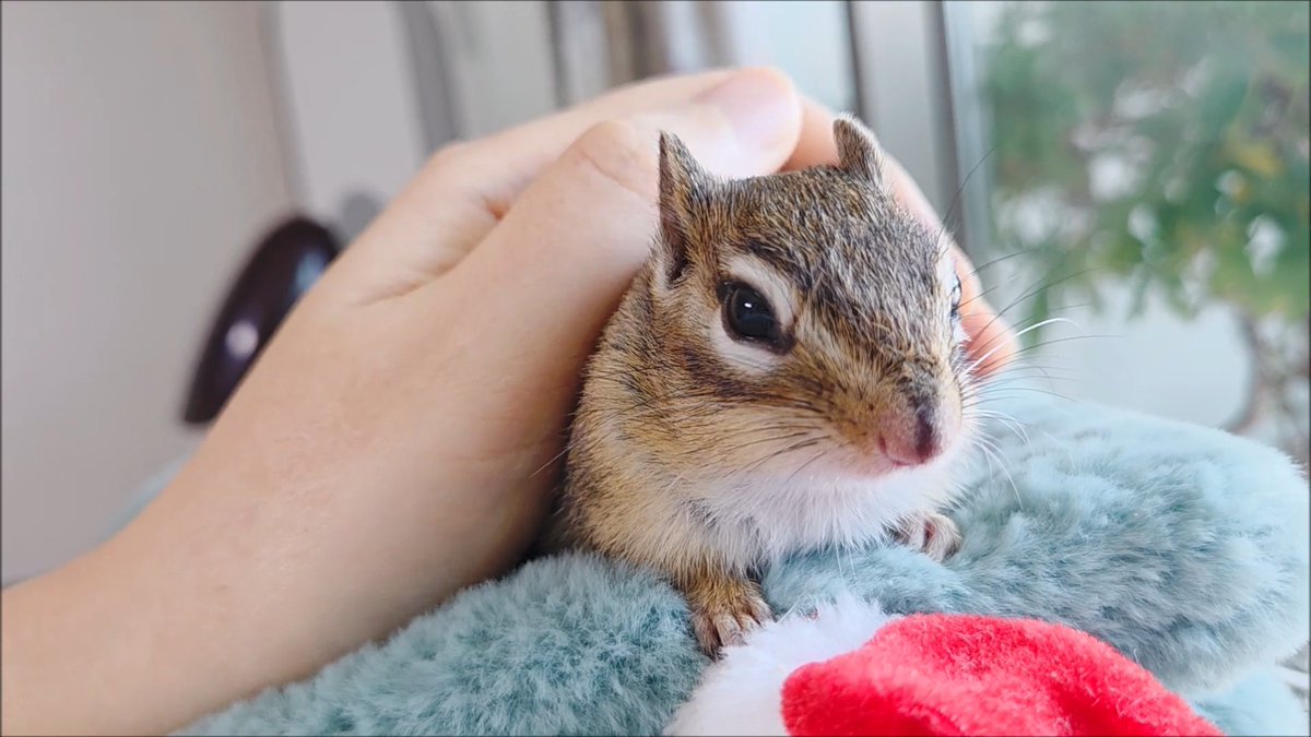 다람쥐 손난로 너모 따뜻해