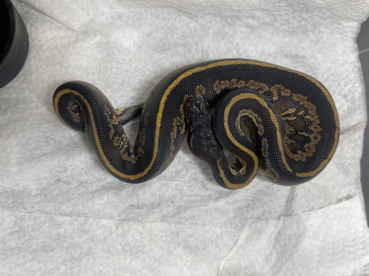 Masa8877man's tweet image. Ussiさんで予約してるボール届きました。
一部だけアップさせて頂きます。

#爬虫類好きと繋がりたい #ボールパイソン
#ballpython
