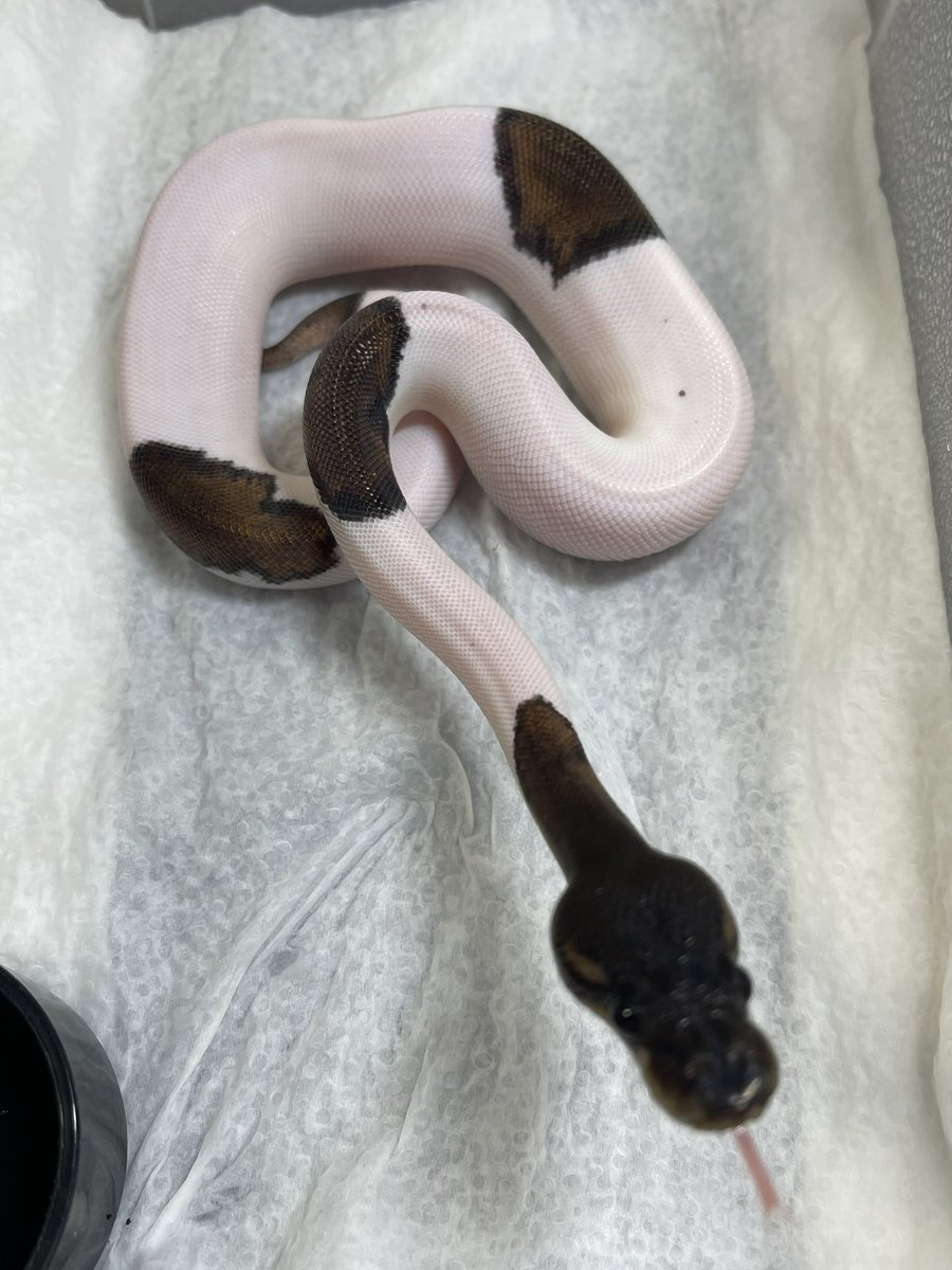 Masa8877man's tweet image. Ussiさんで予約してるボール届きました。
一部だけアップさせて頂きます。

#爬虫類好きと繋がりたい #ボールパイソン
#ballpython