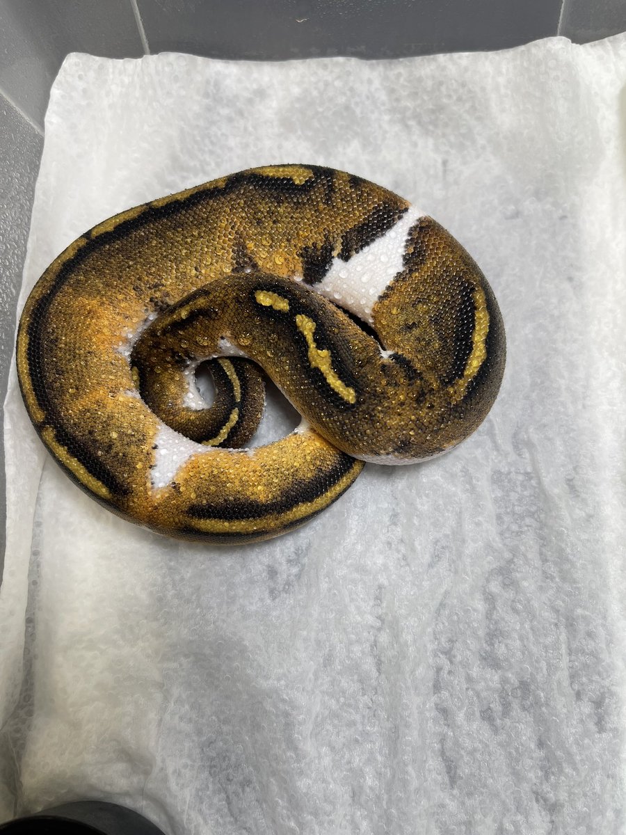 Masa8877man's tweet image. Ussiさんで予約してるボール届きました。
一部だけアップさせて頂きます。

#爬虫類好きと繋がりたい #ボールパイソン
#ballpython