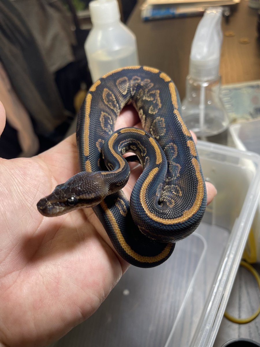 Masa8877man's tweet image. Ussiさんで予約してるボール届きました。
一部だけアップさせて頂きます。

#爬虫類好きと繋がりたい #ボールパイソン
#ballpython