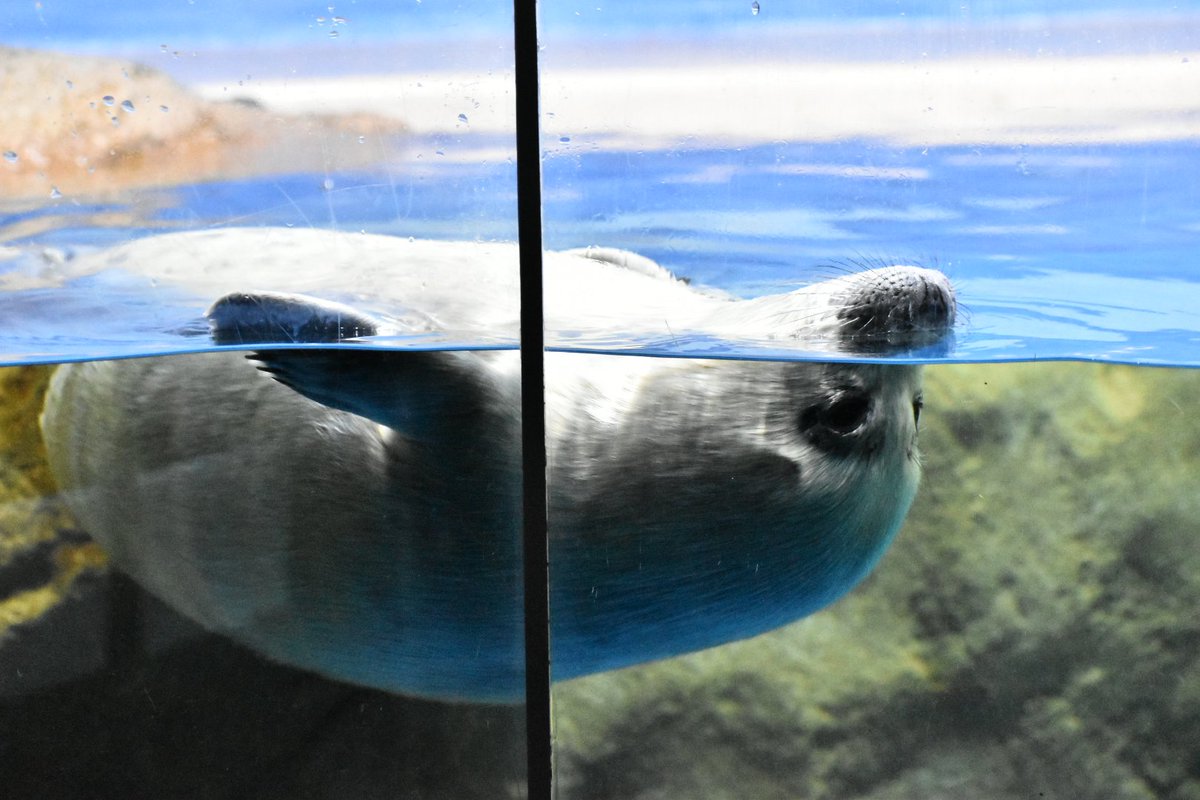 tiger_zoo_c's tweet image. こちらがココア姫だよ…みんな大好き江の水のお嬢様だよ…😭