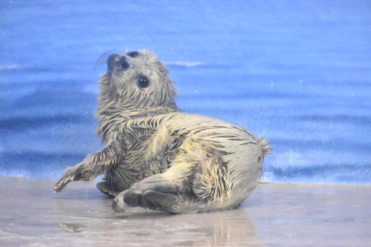 tiger_zoo_c's tweet image. こちらがココア姫だよ…みんな大好き江の水のお嬢様だよ…😭