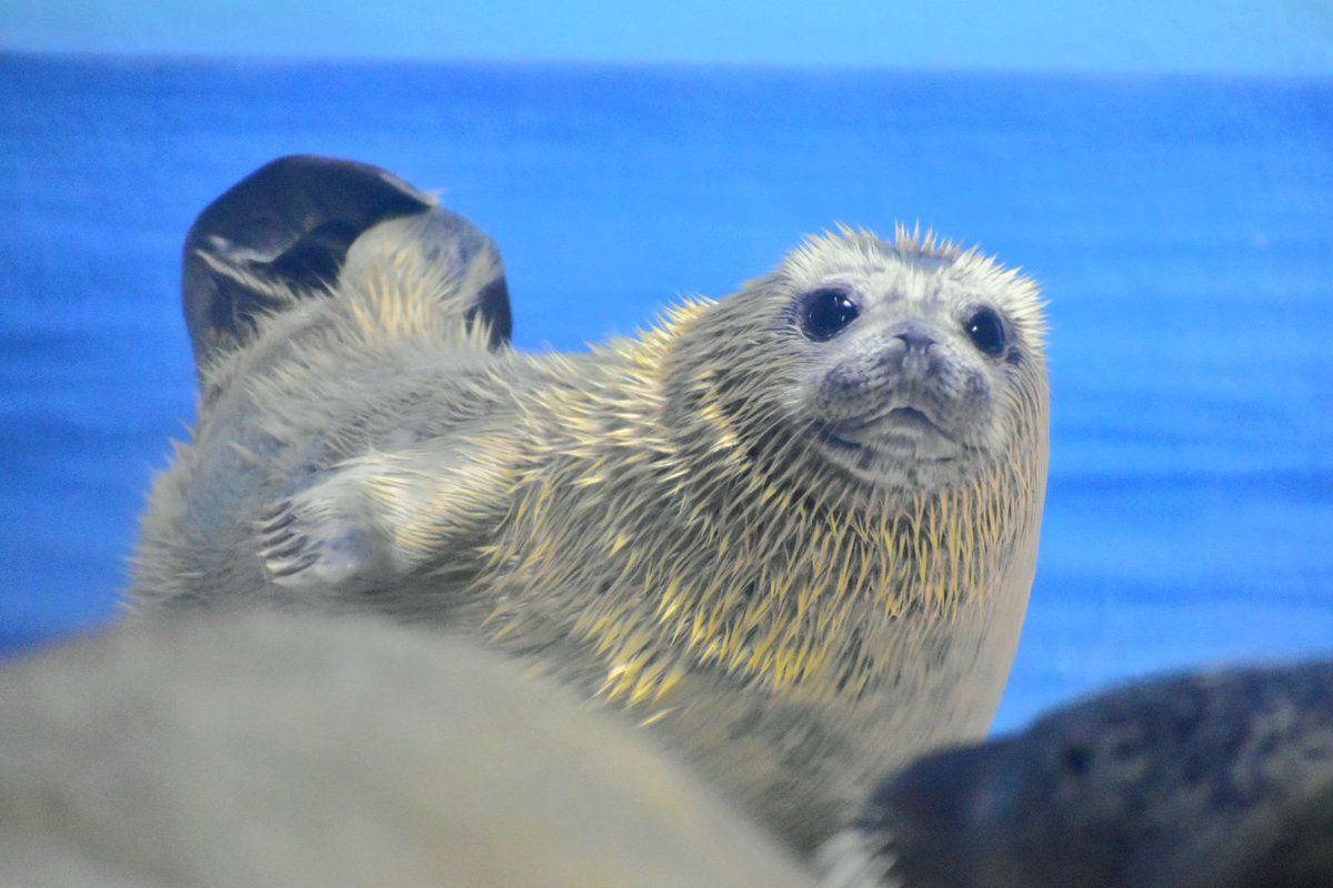 tiger_zoo_c's tweet image. こちらがココア姫だよ…みんな大好き江の水のお嬢様だよ…😭