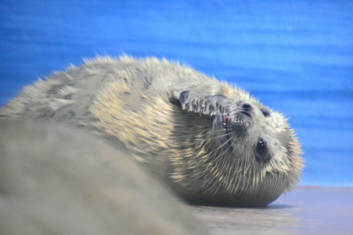 tiger_zoo_c's tweet image. こちらがココア姫だよ…みんな大好き江の水のお嬢様だよ…😭