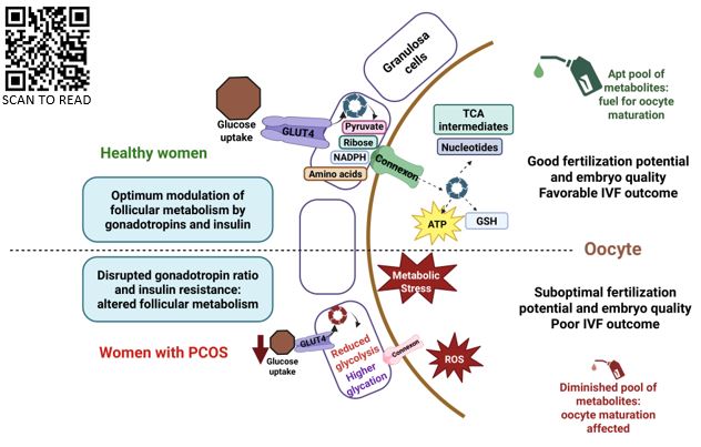 icmrnirrch's tweet image. #PublicationAlert
We found that metabolic cross-talk of egg and its surrounding cells is derailed in women with #PCOS which may contribute towards lower egg quality &amp;amp; in turn to subfertility. This may pave way to improve outcome in #IVF settings in future.
doi.org/10.1016/j.lfs.…