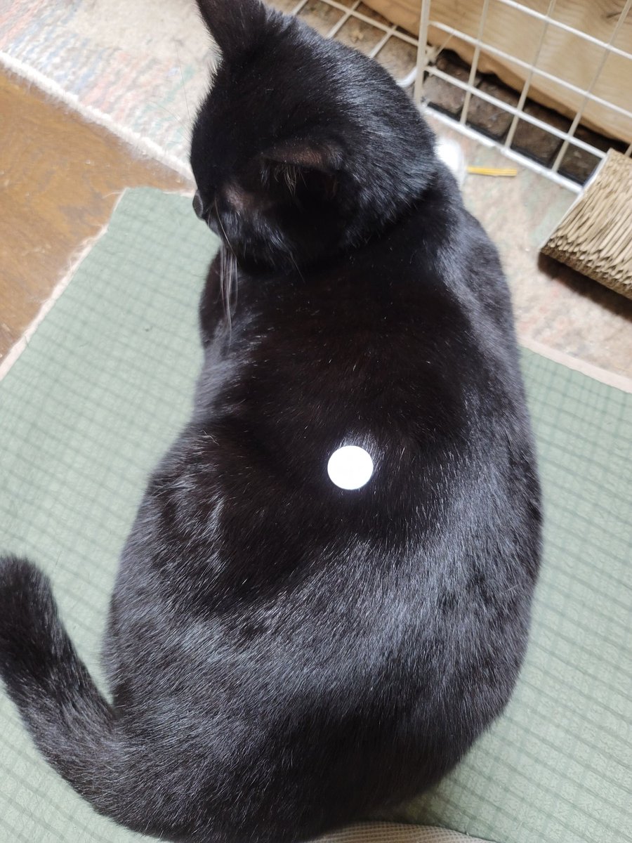 unity4989's tweet image. 猫様♪
1円玉との比較。