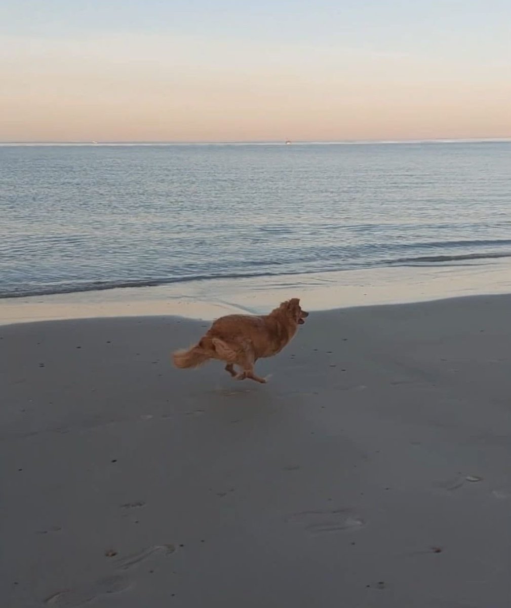 Shelly Ⓥ tweet media