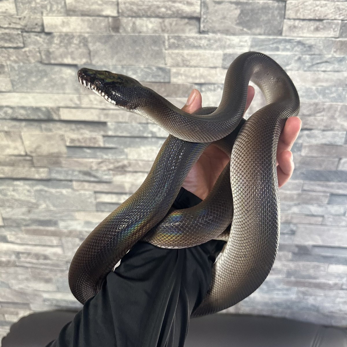 chappi_python's tweet image. ペアで売れたアルバーティスパイソンのキミカブラックが大人しいし綺麗でした👍
カーペットパイソンも売り切ったので、現在販売中の蛇はエメラルドツリーボアのみです！