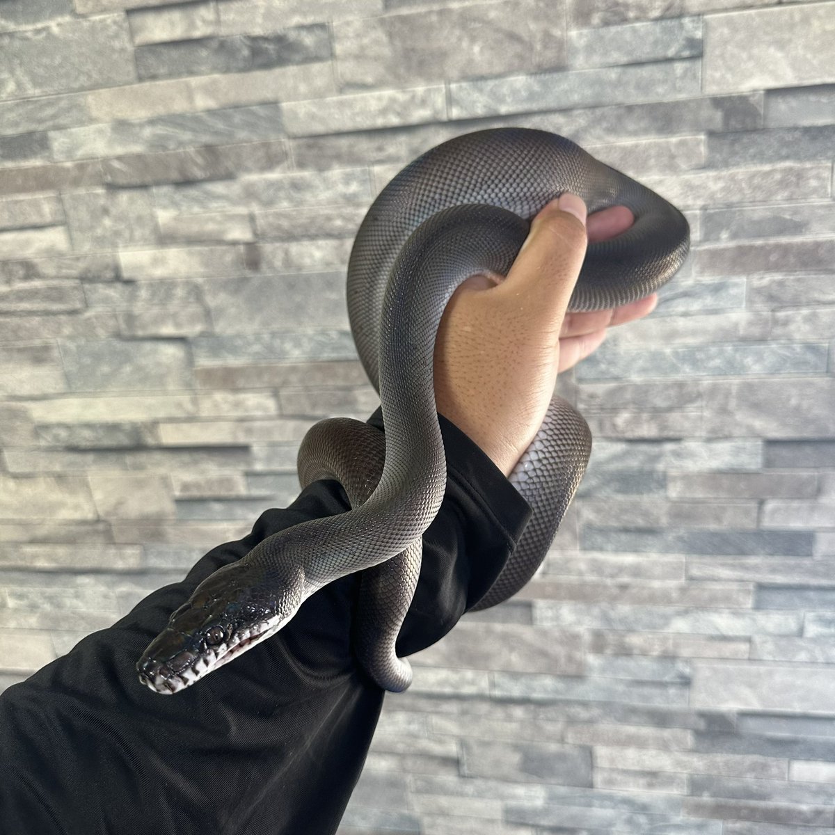 chappi_python's tweet image. ペアで売れたアルバーティスパイソンのキミカブラックが大人しいし綺麗でした👍
カーペットパイソンも売り切ったので、現在販売中の蛇はエメラルドツリーボアのみです！