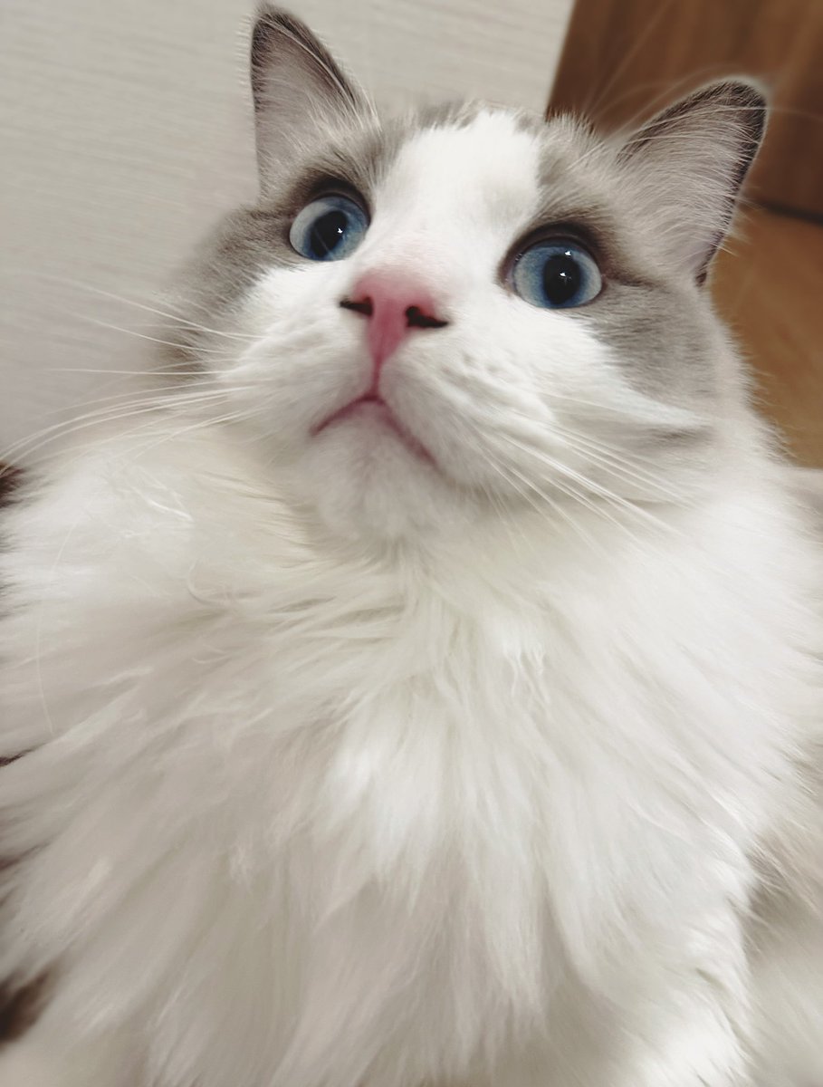 ふわふわの猫でも置いておきます