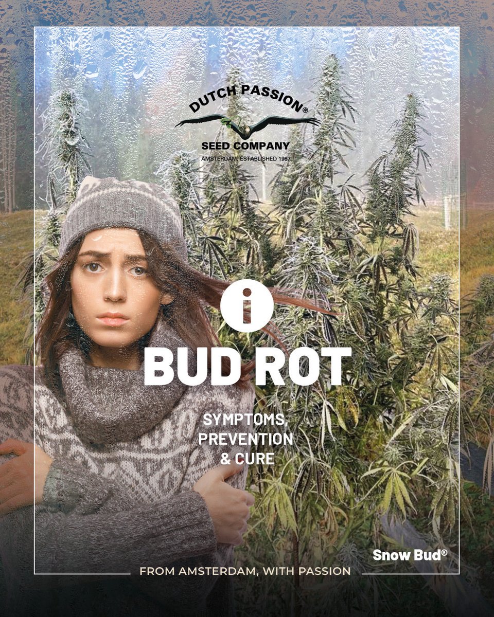 DutchPassion_'s tweet photo. ⚠️🦠 Bud rot can spread before you even notice it. Our blog shows how to spot early signs, what causes it, and how to prevent or treat it before your harvest is at risk. A practical guide for any grow setup.
#DutchPassion #GrowTips #PlantHealth https://t.co/J9xcz2FIZV