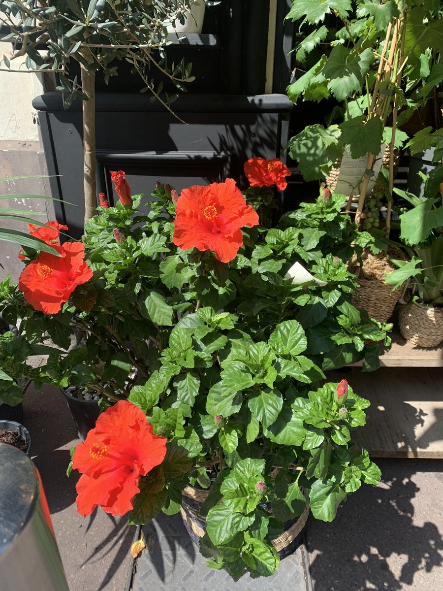 لعلها خيره" تعبر عن تفاؤل ورضا بقضاء الله وقدره، وهي جملة تبعث على الطمأنينة في النفس عند مواجهة مصيبة أو خسارة، وترسخ الإيمان بأن ما يختاره الله لعباده هو خير لهم حتى لو لم يدركوا ذلك في وقتها. #مساء_الخير  ☘️